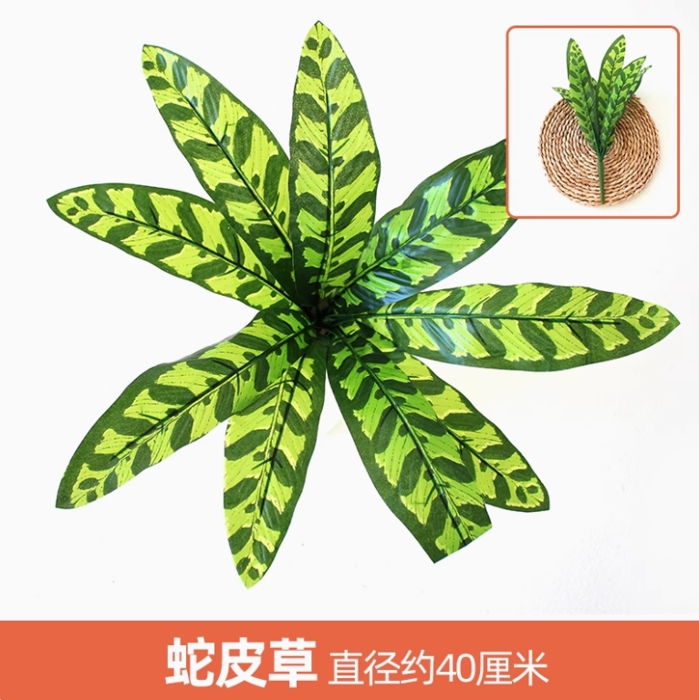 花色 蛇皮草 1 枝 枝