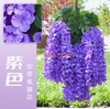 Wisteria simulada tofu pudim cordão violeta violeta de teto falso rattan interior decoração de casamento antie wisteria [ultra denso] roxo (6 galhos)