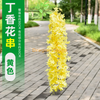 Wisteria simulada Tofu Pudding String Violets Falsa Teto Flor Rattan Gold Novo Flor de Craamento de 4 Ramá - Amarelo 1 Ramo
