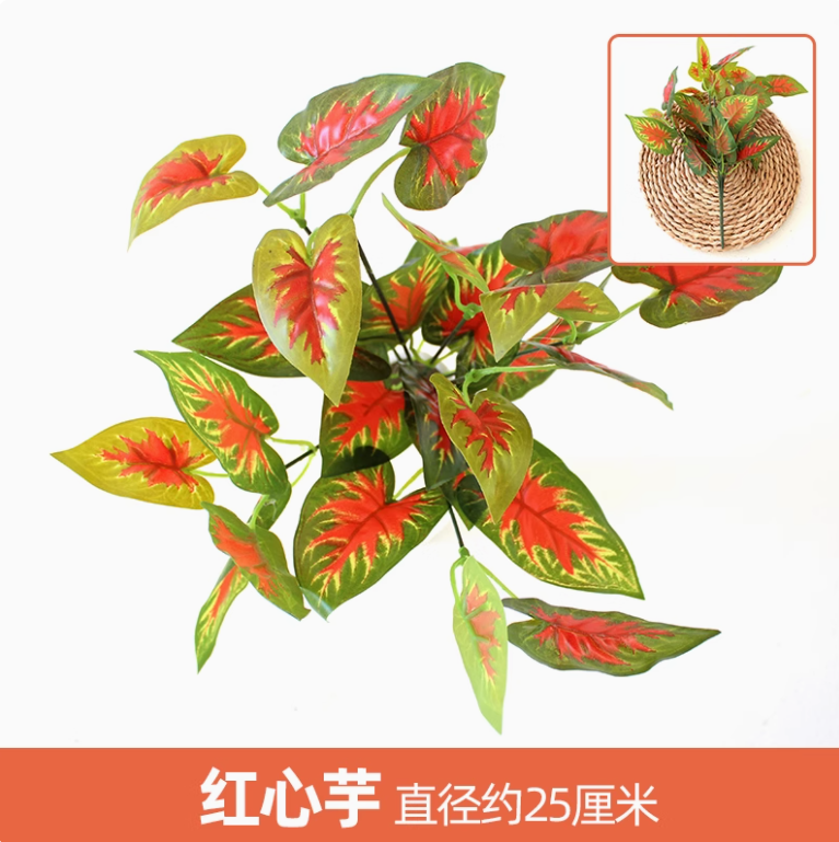 西瓜红 红心芋 1 枝