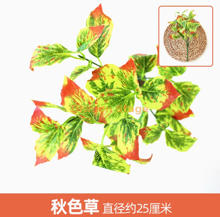浅黄色 秋色草 1 枝