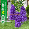 Wisteria simulada Tofu Pudding String violetas violetas falsas rattan rattan de casamento interno decoração roxa nova wisteria lilás flores - roxo escuro 6