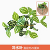 Plantas verdes, paredes de plantas simuladas, gramados de plástico, varandas, fundos internos, paredes de flores, azul marinho, folhas de água fria, 1 galho